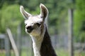 A young llama,Lama glama. Portrait of a young llama in summer. Black and white llama Royalty Free Stock Photo