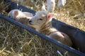 Young Lleyn lambs at lambing time Royalty Free Stock Photo