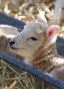 Young Lleyn lamb at lambing time Royalty Free Stock Photo