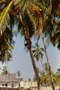 A young local man climbing a palm tree in the Ada Region of Ghana, c. 1959 Royalty Free Stock Photo