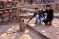 Young local men feeding gray langur at Ranthambore Fort, India