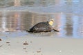 Young Loggerhead Turtle Royalty Free Stock Photo