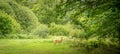 A young lone deer about to enter a forest.