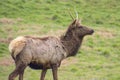 Young Lone Elk Buck