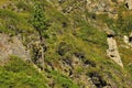 A young lone pine tree on a steep rocky slope of a high mountain on an autumn sunny day Royalty Free Stock Photo