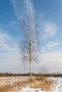 A young lonely birch tree in winter against the background of a snowy field, forest and blue sky with small clouds. Sunny Royalty Free Stock Photo