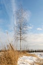 A young lonely birch tree in winter against the background of a snowy field, forest and blue sky with small clouds. Sunny Royalty Free Stock Photo