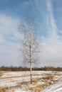 A young lonely birch tree in winter against the background of a snowy field, forest and blue sky with small clouds. Sunny Royalty Free Stock Photo