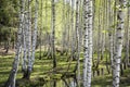 Young lonely deer in birch forest. Sunny summer day Royalty Free Stock Photo