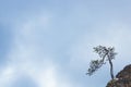 Young, lonely pine tree on a rock. Blue sky, minimalistic, abstract background concept Royalty Free Stock Photo