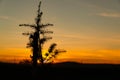 Young and lonely pine tree at sunset and wood stake with it