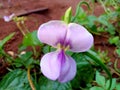 Young long bean flowers Royalty Free Stock Photo