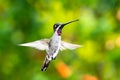 Young Long-billed Starthroat hummingbird in a garden Royalty Free Stock Photo