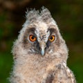 Young long-eared owl Asio otus. Close up Royalty Free Stock Photo