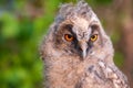 Young long-eared owl Asio otus. Close up