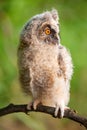 Young long-eared owl Asio otus sitting on a stick Royalty Free Stock Photo