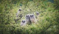 Young long eared owl Asio otus sitting in tree, young animal Czech republic