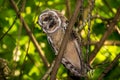 Young long-eared owl Asio otus wagging its head from curiosity