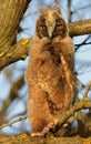 A young long-eared owl sits on a branch Royalty Free Stock Photo