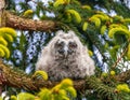Young long-eared owl sitting on pine branch