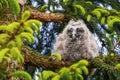 Young long-eared owl sitting on pine branch