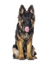 Young long-haired German shepherd panting mouth open, isolated on white Royalty Free Stock Photo