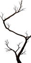 A young, long plant is a with a winding trunk, without background. Isolated silhouette japanese tree sakura with a thin