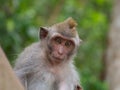 Young long tailed macaque