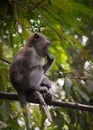 Young Long-tailed macaque monkey sitting on tree branch, taken on Langkawi island, Malaysia
