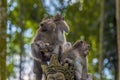 Young long-tailed monkeys climb onto a statue to eat a meal in the monkey forest near Ubud, Bali, Asia