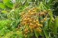 Young longan on the fruit tree of Lamphun Province in Thailand