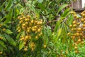 Young longan on the fruit tree of Lamphun Province in Thailand