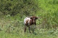 Young Longhorn bull standing in an overgrown pasture Royalty Free Stock Photo