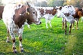 Young Longhorn Cattle Royalty Free Stock Photo