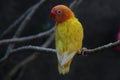 A young lovebird is perched on a tree trunk.