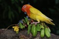 A young lovebird is perched on a tree trunk.