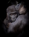 Young lowland gorilla with its mother. Royalty Free Stock Photo