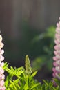 Young Lupin Buds