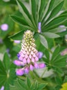 Young lupin flower with a leaf in the garden