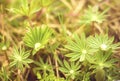 Young Lupin ( Lupinus) leafs in early spring Royalty Free Stock Photo