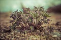 Young lupine plants Royalty Free Stock Photo