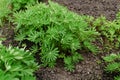 young lupinus before flowering. in the spring in the garden. Royalty Free Stock Photo