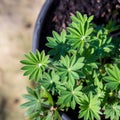 Young Lupinus polyphyllus plants with water drops Royalty Free Stock Photo