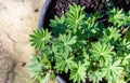 Young Lupinus polyphyllus plants with water drops Royalty Free Stock Photo