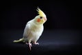 Young Cockatiel isolated on black background