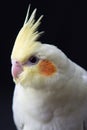 Young Cockatiel isolated on black background