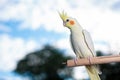 Young Cockatiel isolated on sky background