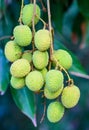 Young lychee fruit (asia fruit) on the tree. Royalty Free Stock Photo