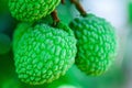 Young Lychee Fruit on the tree, Asia Fruit. Royalty Free Stock Photo