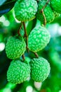 Young Lychee Fruit on the tree, Asia Fruit. Royalty Free Stock Photo
